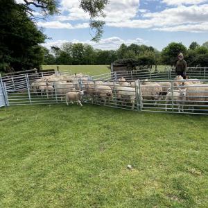 Heavy-Duty Sheep Handling Panel - SHEWUYOU Livestock Equipment