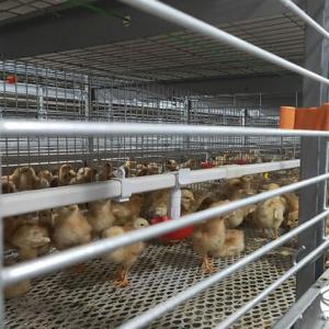 Fully Automatic Chick Cage System - SHEWUYOU Livestock Equipment