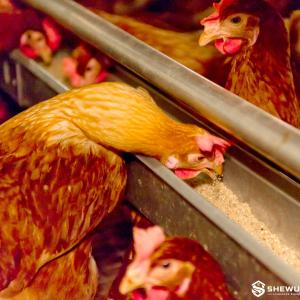 Female Breeder Auger Trough Feeding System - SHEWUYOU Livestock Equipment