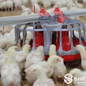 Pullet Feeder Pan - SHEWUYOU Livestock Equipment