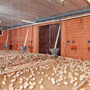 Poultry Nipple Drinking System - SHEWUYOU Livestock Equipment
