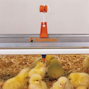 Chick Nipple Drinker System - SHEWUYOU Livestock Equipment