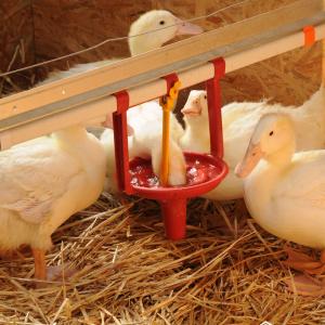 Duck Drinking System - SHEWUYOU Livestock Equipment