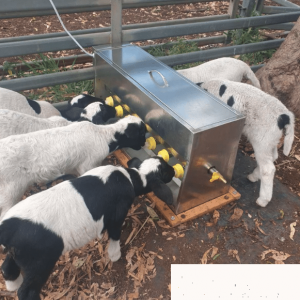 Automatic Lamb Milk Feeding Station - SHEWUYOU Livestock Equipment