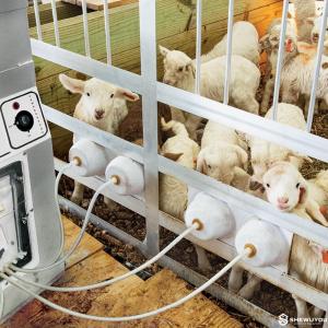 Modular Multi-Station Lamb Feeding System - SHEWUYOU Livestock Equipment