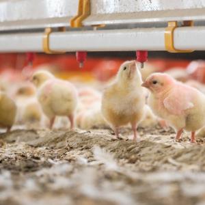 Broiler Chick Drinker System - SHEWUYOU Livestock Equipment