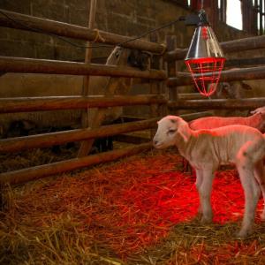 IPX7 Waterproof Infrared Lamb Heater - SHEWUYOU Livestock Equipment