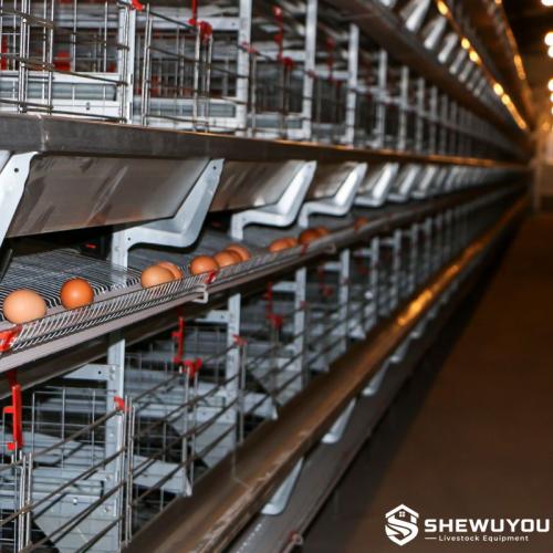 Layer Cage System with Automatic Egg Collection - SHEWUYOU Livestock Equipment