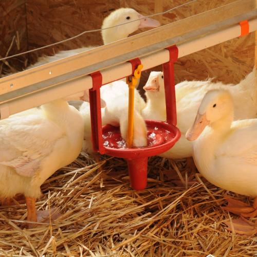 Duck Drinking System - SHEWUYOU Livestock Equipment