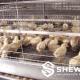 Chick Cages