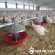 Automatic Poultry Feeding Lines