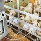 Automatic Lamb Feeders