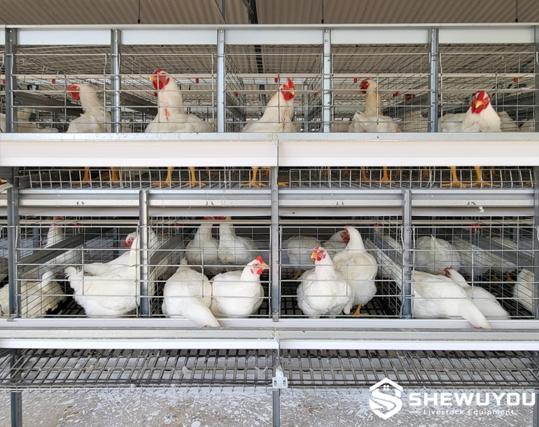 parent stock cage system for poultry breeders