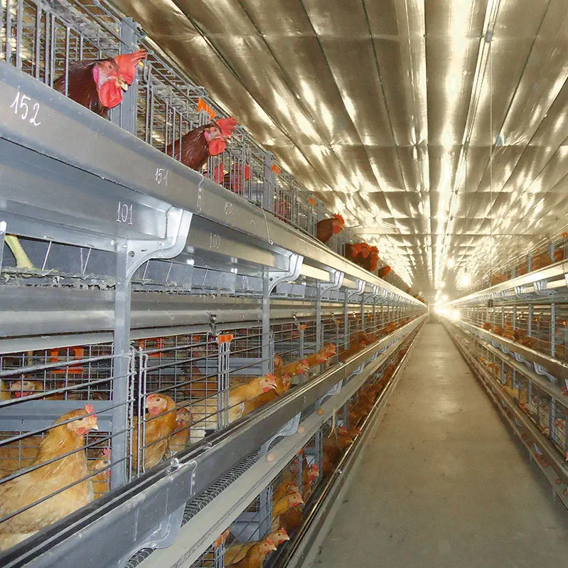 multi tier parent stock poultry cage installation