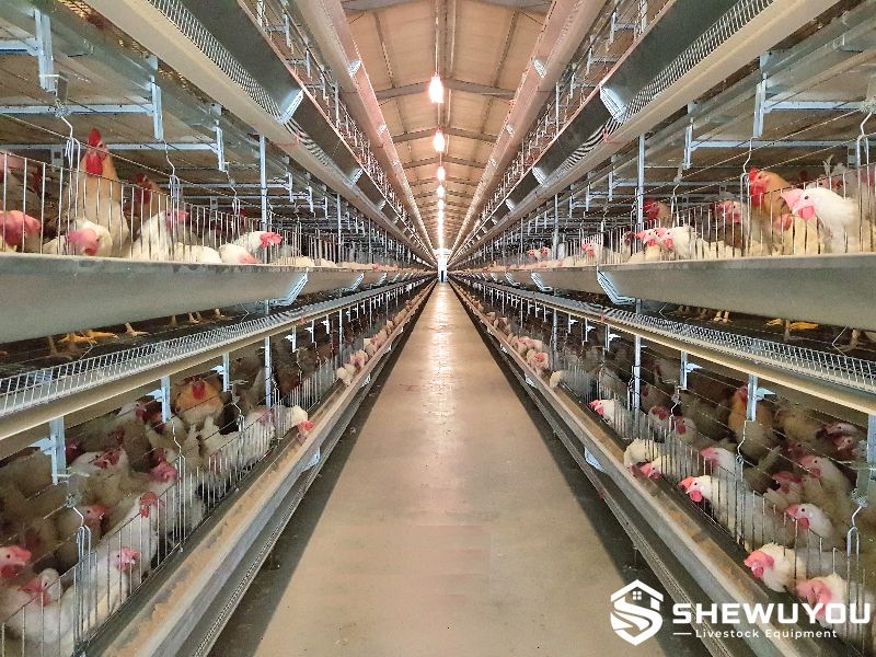 layer parent stock cage system for breeder poultry