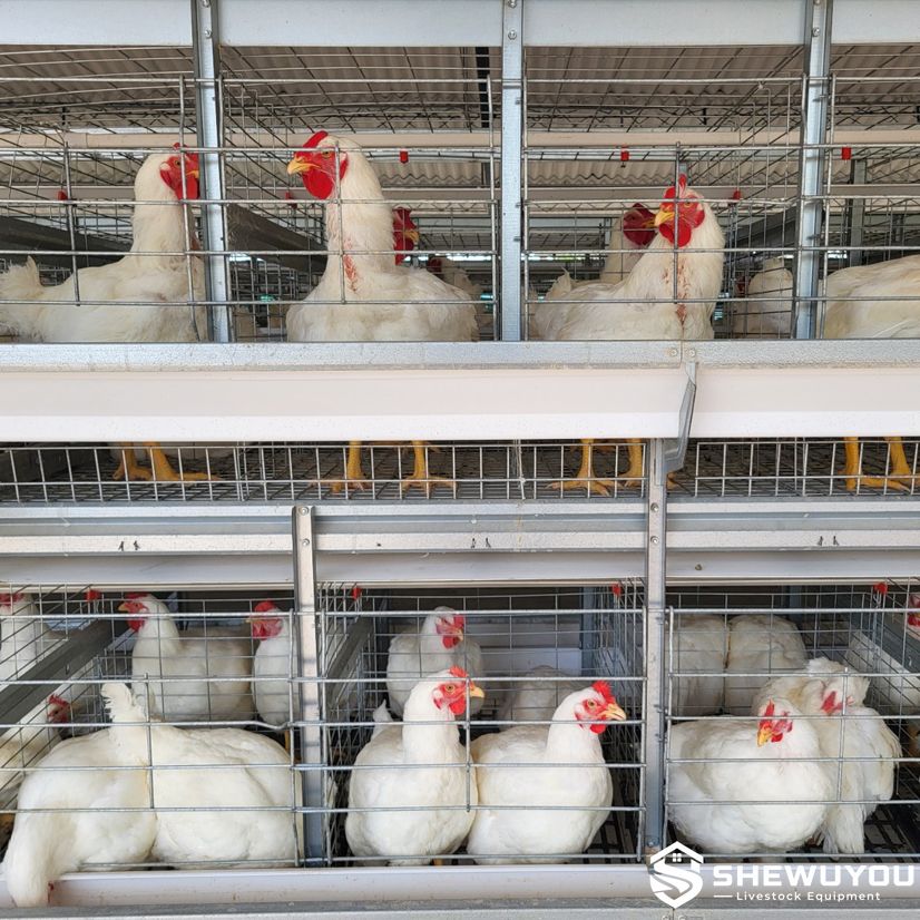 galvanized breeder poultry cage system with hens