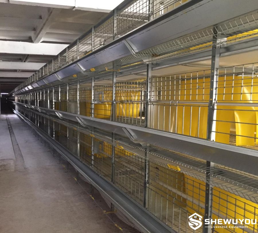 multi-tier parent stock cage system poultry house
