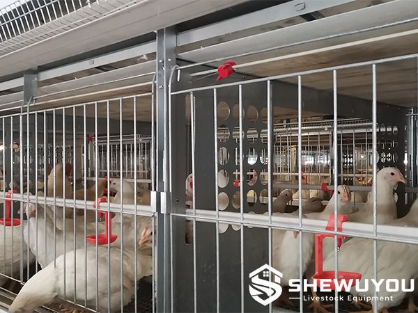 male and female breeder chicken cage interior