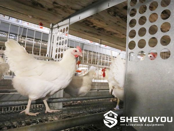 breeder hen natural mating cage interior and roost