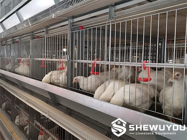 artificial insemination breeder cage system