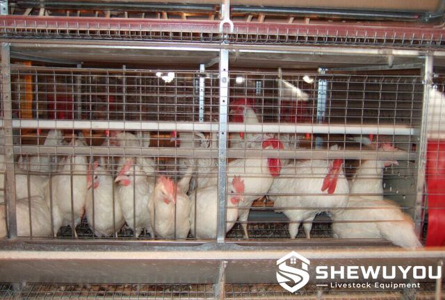 commercial breeder poultry cage system installation