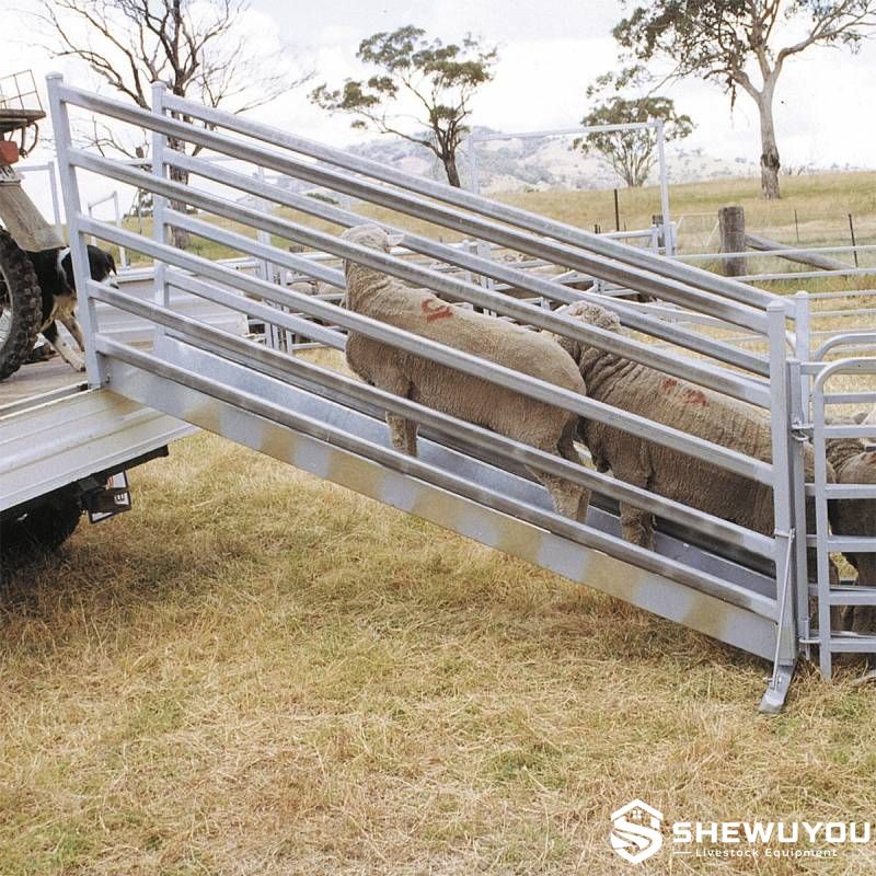single lane sheep loading ramp farm application