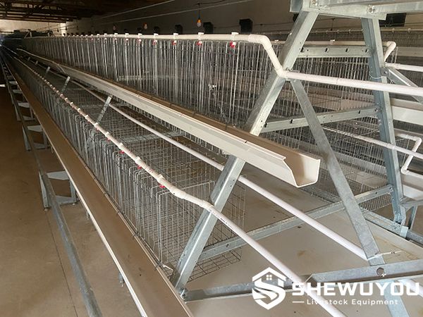 A-Type breeder cage system for poultry farm