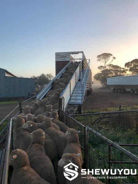 double lane sheep loading ramp