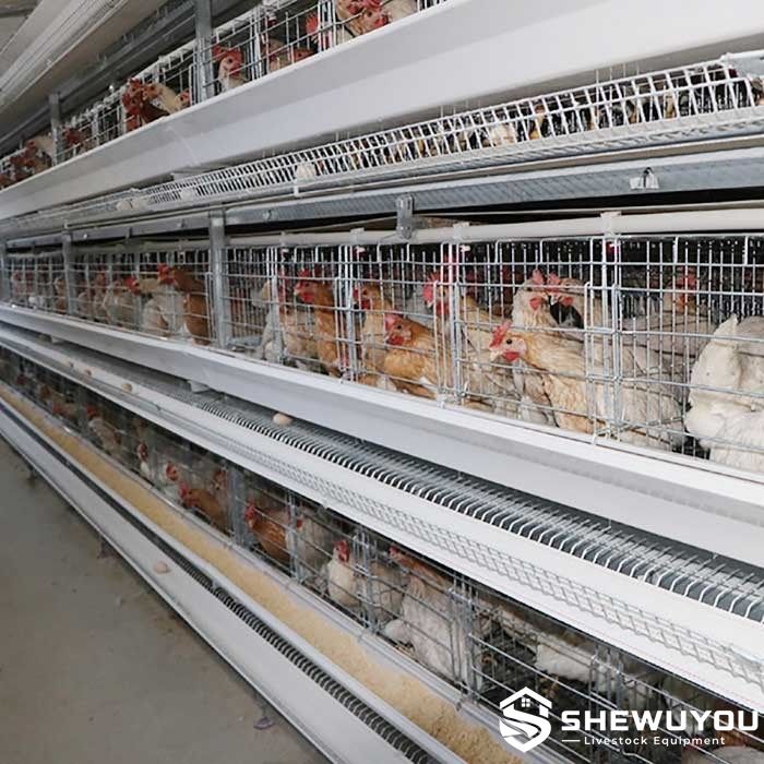A-type galvanized layer cage system for poultry farms