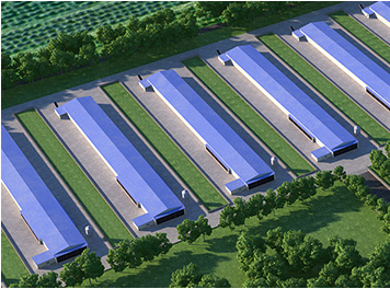 Commercial poultry farm steel structure project