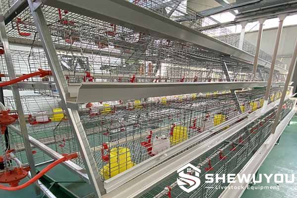 A-Type pullet cage system for poultry farms