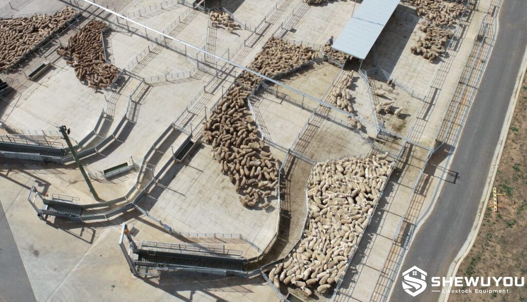 high throughput sheep loading yard and ramps