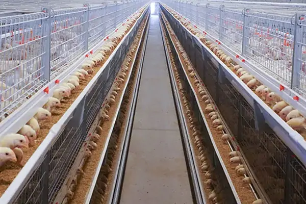 A-Type Brooding & Rearing Cage System for Pullets - SHEWUYOU Livestock Equipment