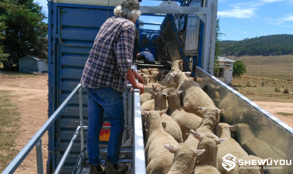 sheep loading ramp operator walkway in use