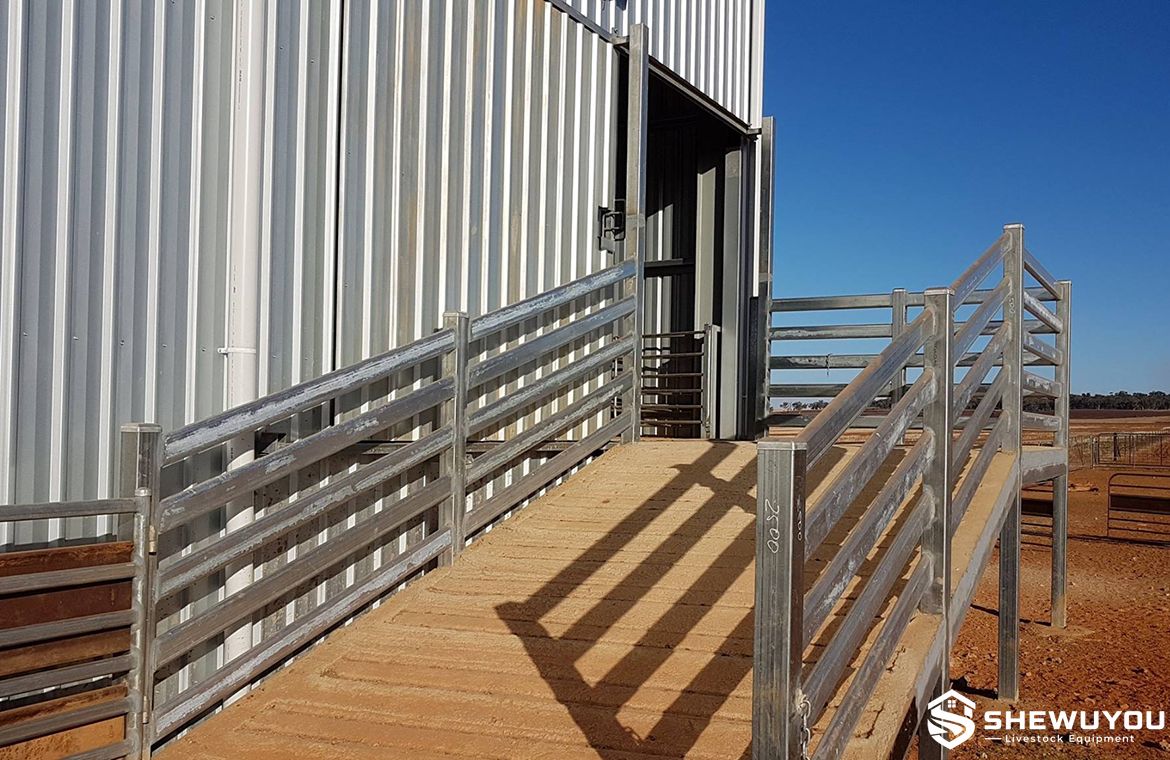 shearing shed livestock handling ramp