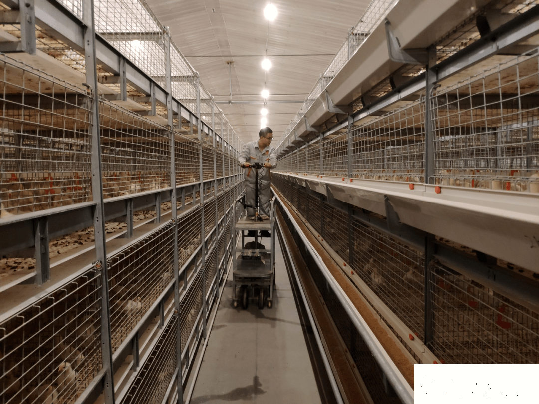 Multi-level poultry inspection trolley inside commercial layer cage house