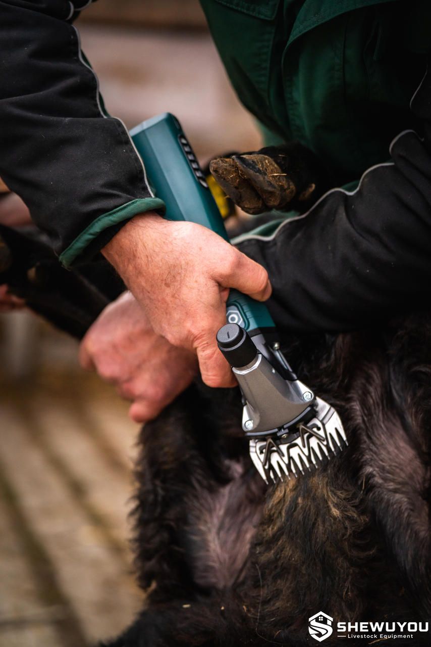 professional cordless sheep clipping operation