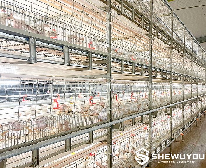multi-tier broiler cage inspection aisle