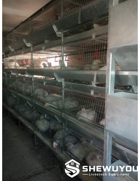 commercial broiler cage system inspection area