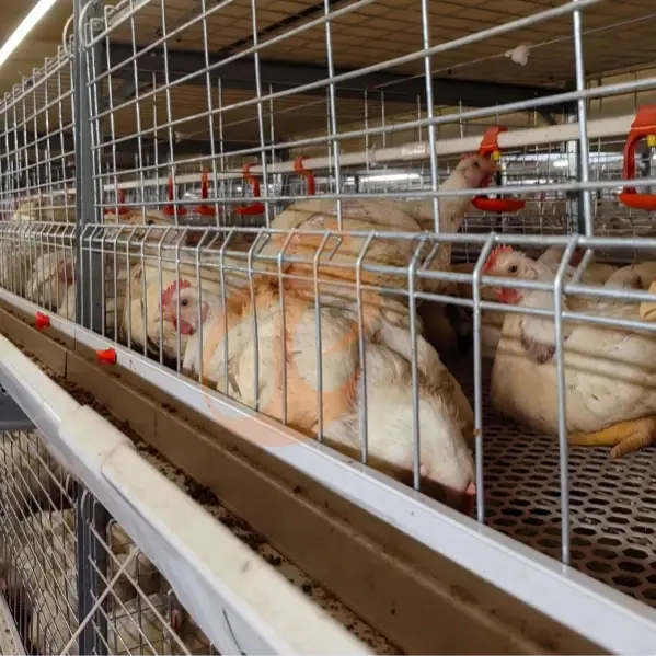 broiler cage feeding and drinking inspection