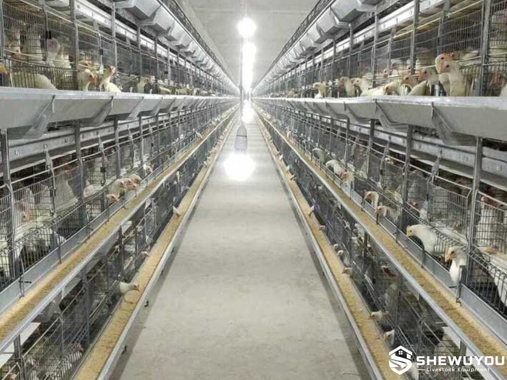 Commercial pullet rearing cage system with elevated inspection access