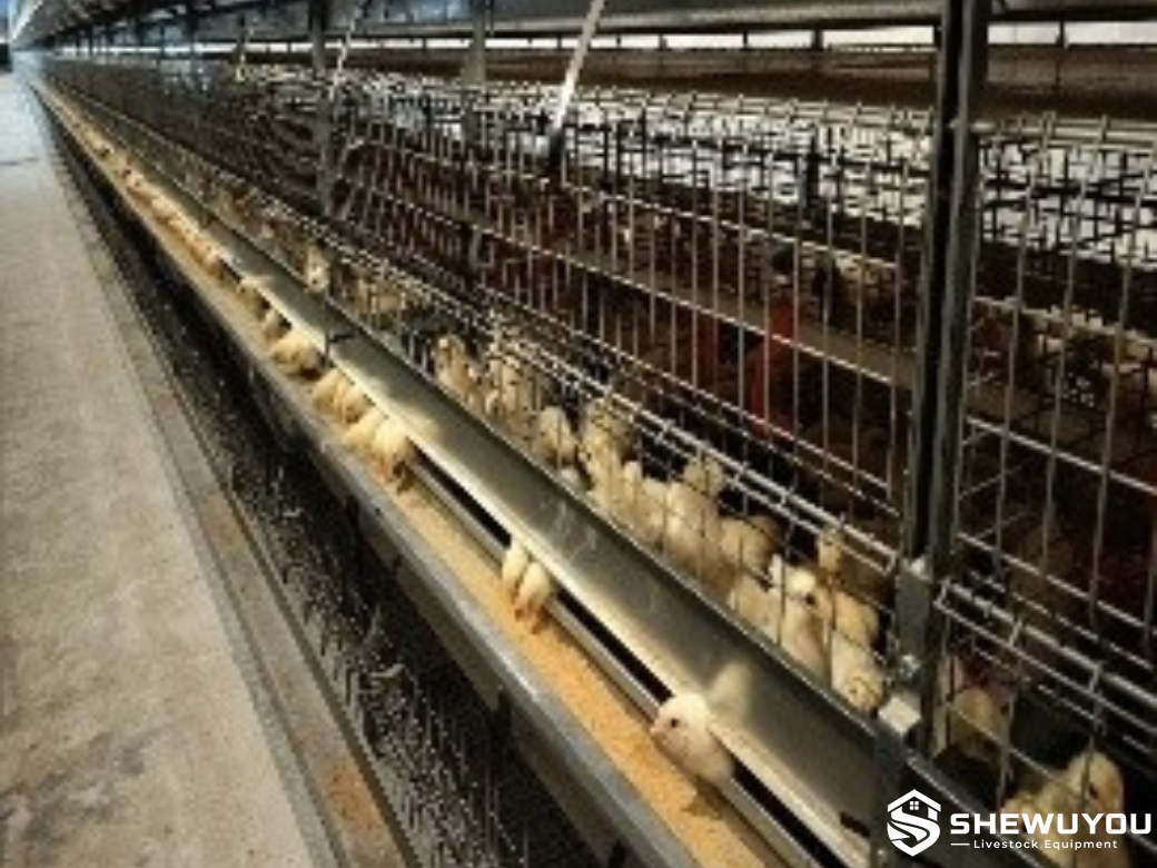 Multi-tier pullet rearing cage equipment in poultry house
