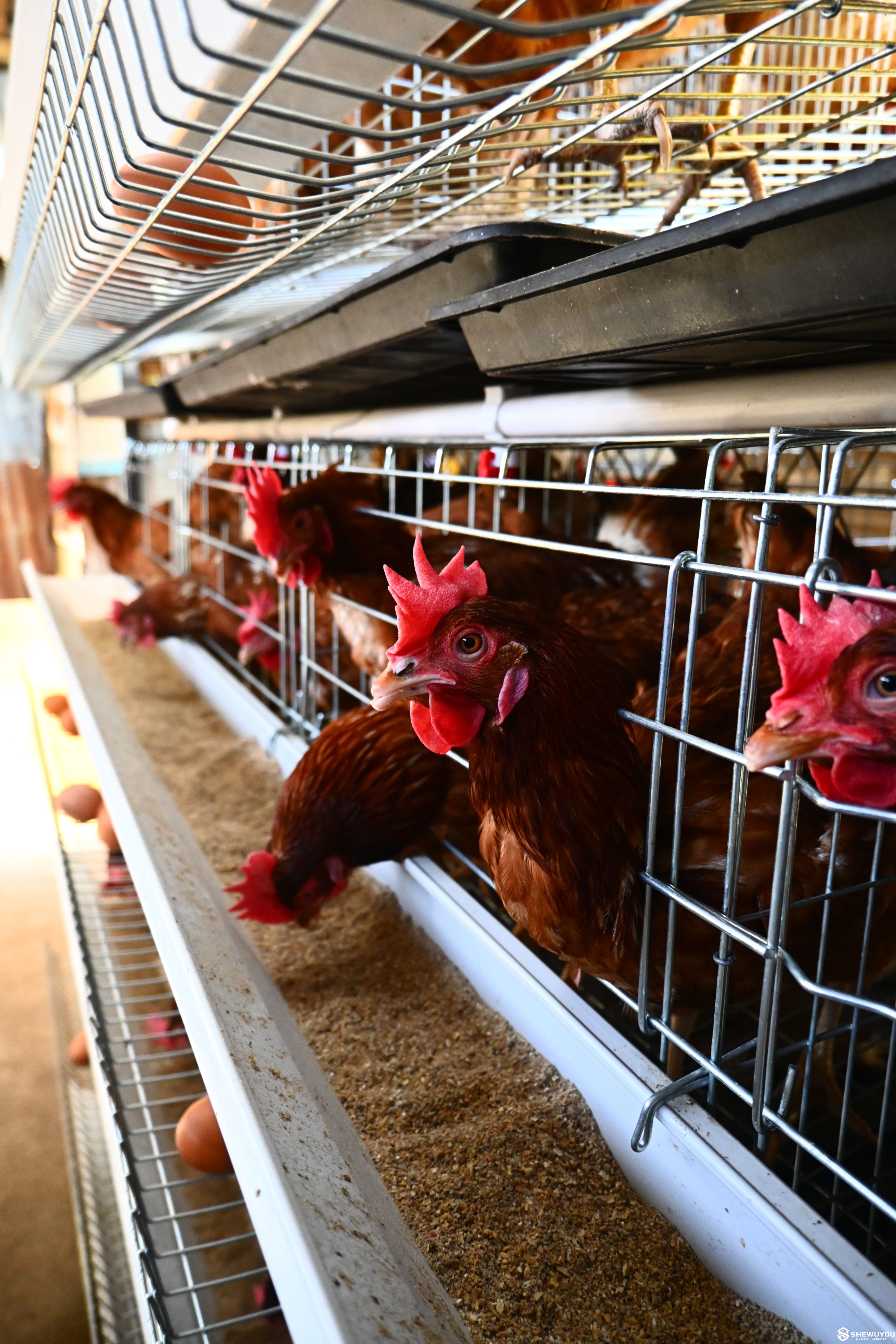 Commercial breeder cage inspection environment