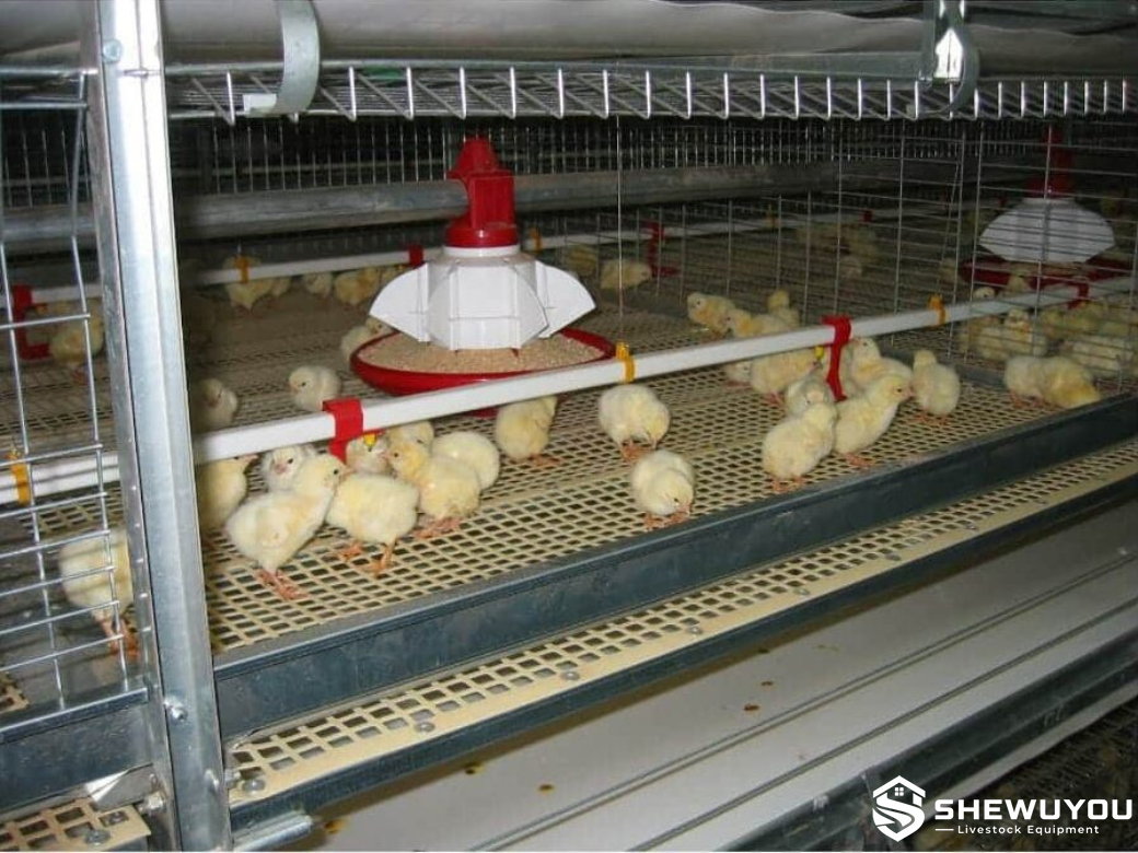Multi-tier broiler cage system with chicks
