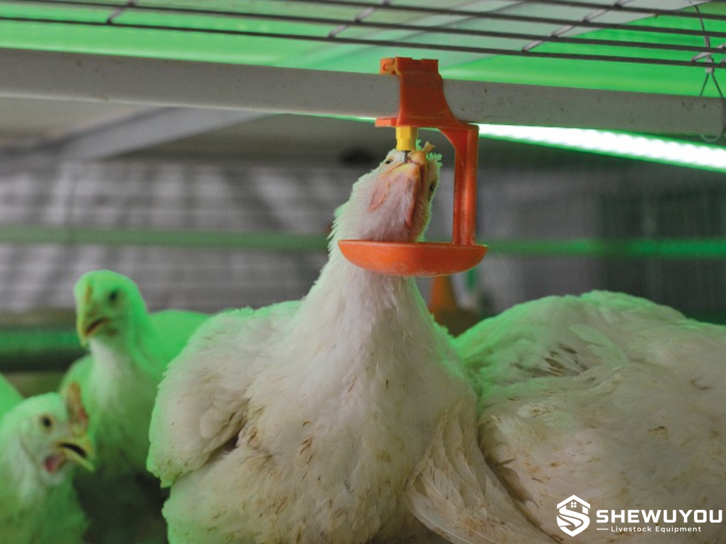 Commercial broiler cage drinking system