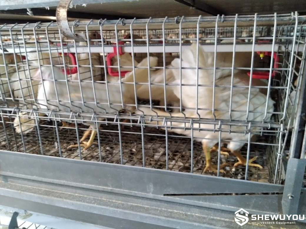 Broiler cage system for commercial poultry farming