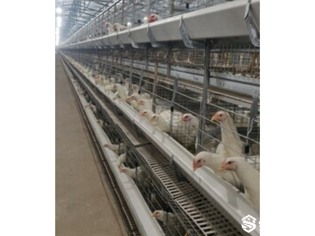 Multi-tier breeder cage system for poultry inspection