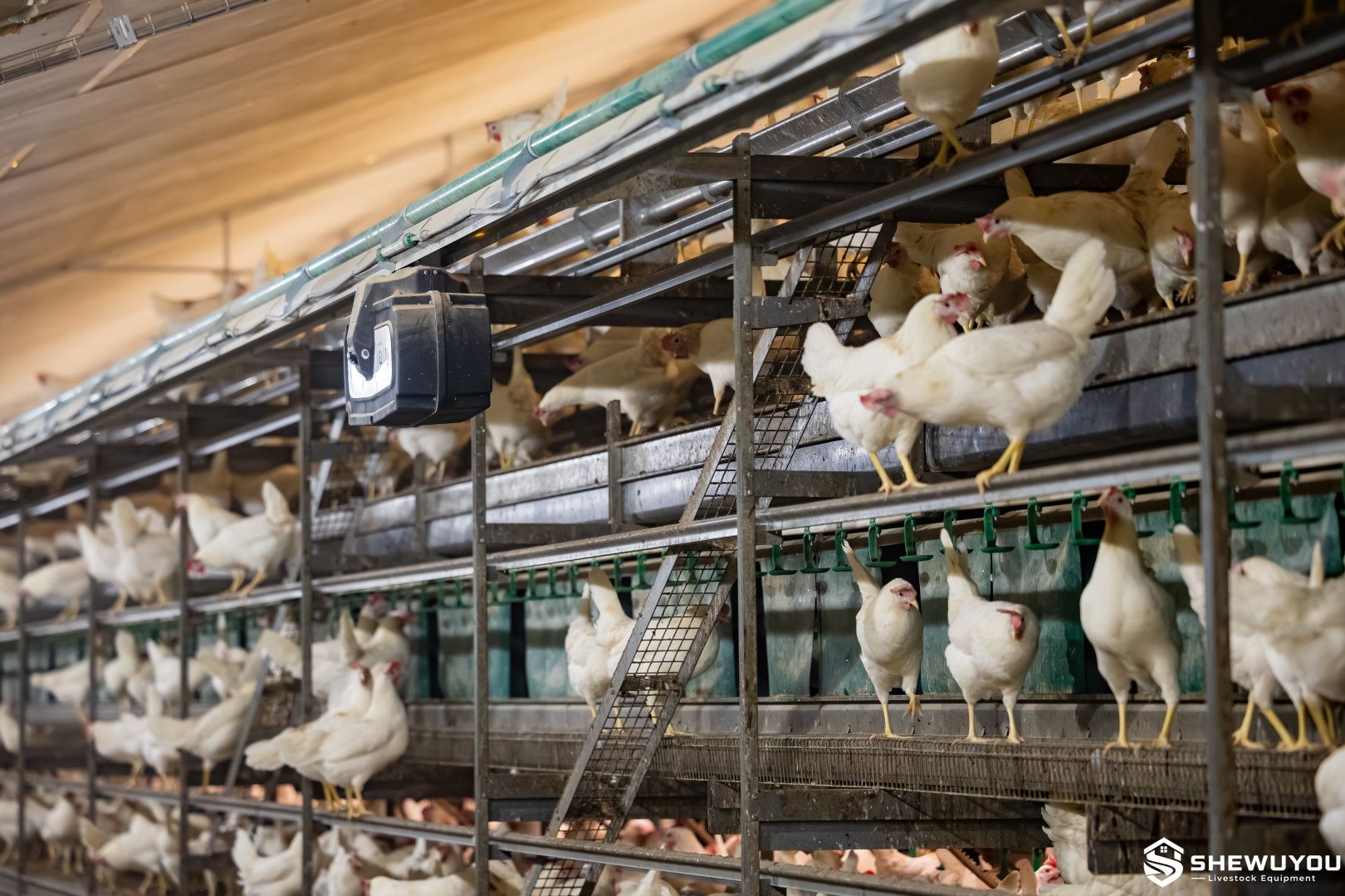 Automatic rail inspection system for multi-tier poultry house