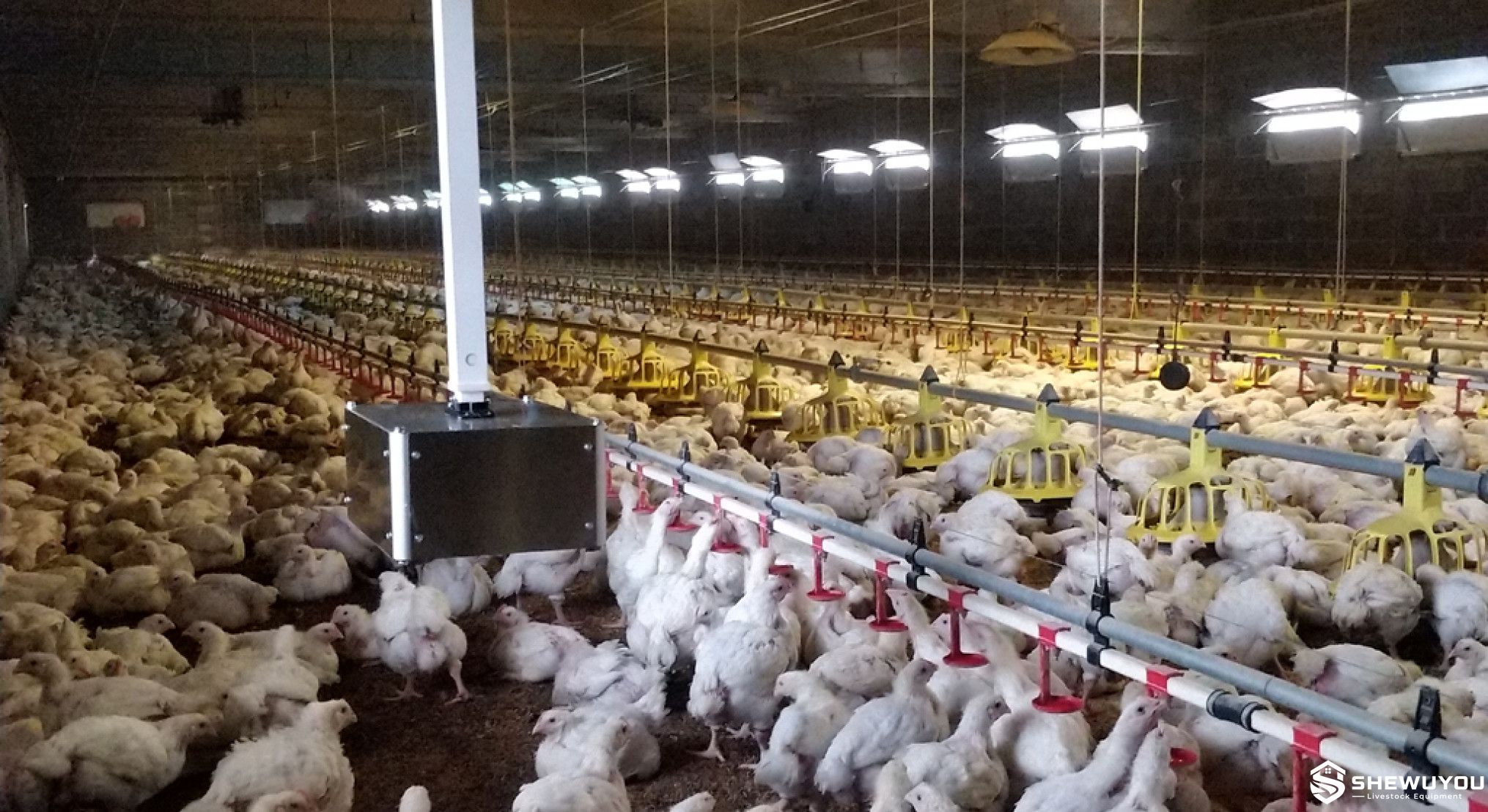 Camera rail monitoring system in commercial poultry house