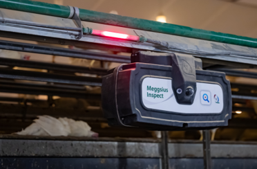 Poultry dead bird detection system visual indication